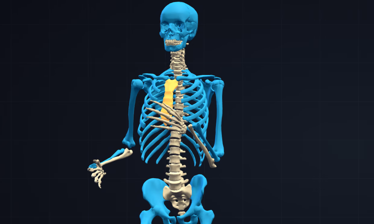 The skeleton from the hips up: the skull, ribs, upper arms and pelvis lit blue because they have been named, the breastbone gold as the one just named, the spine still bare.